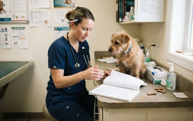 A veterinarian reviewing a dog's printed vaccination records at a desk before signing off ahead of a group day care assessment