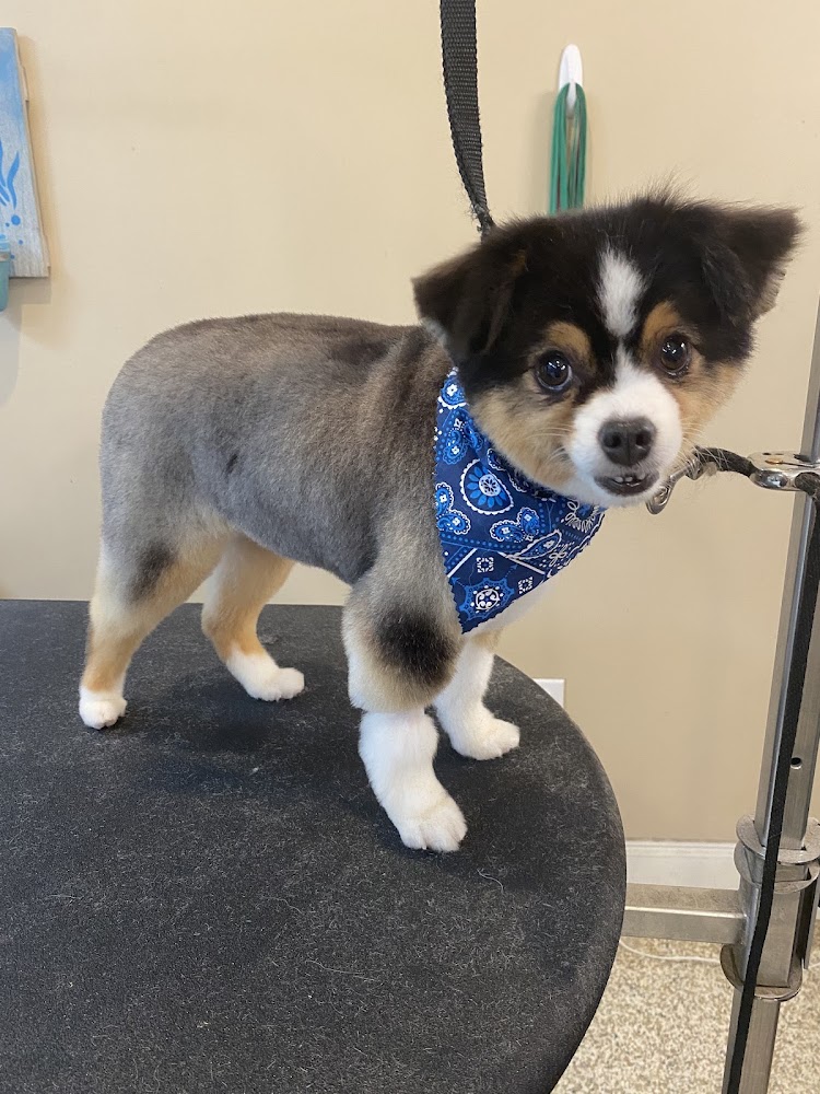 Bark of the Neighborhood Day Spa