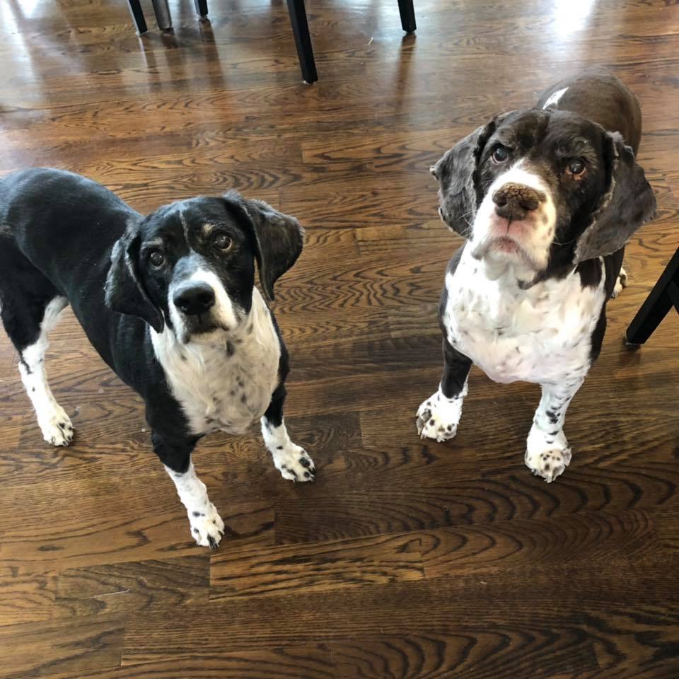 Pure Love Pet Sitting
