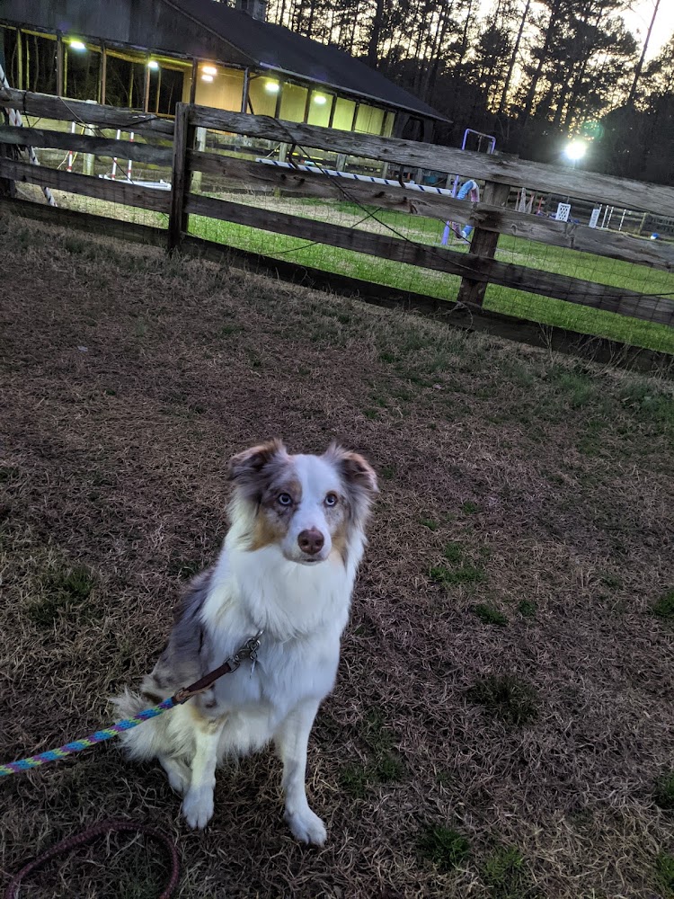 Pet Behavior Help