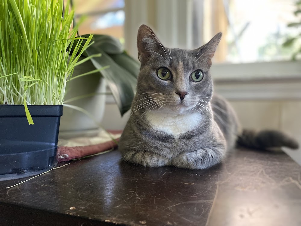Kate's Critter Care