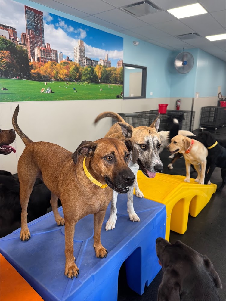 Dogtopia of Raleigh - Northwest
