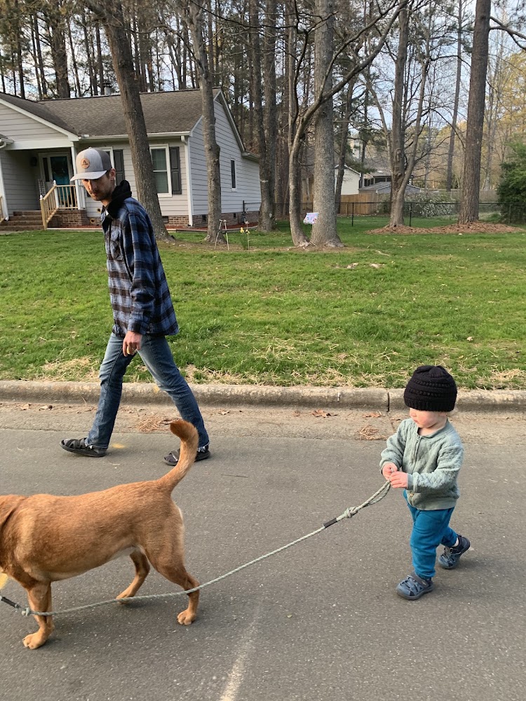 Pawsitive Beginnings Dog Training