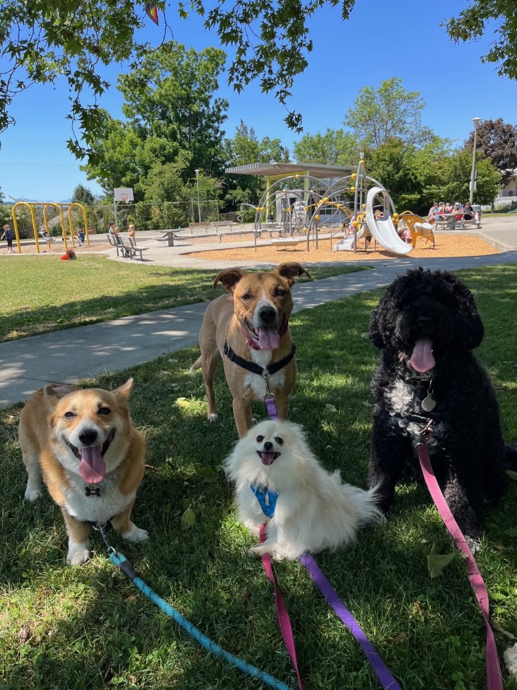 Josie Furry Kids Daycare LLC