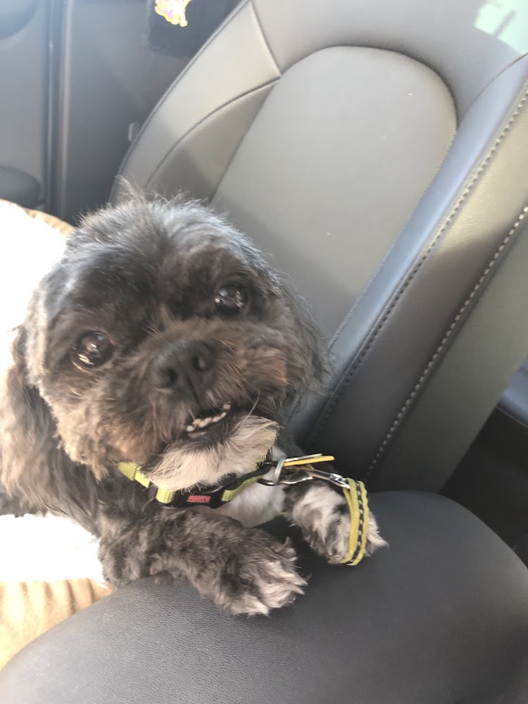 Pup's Day Out