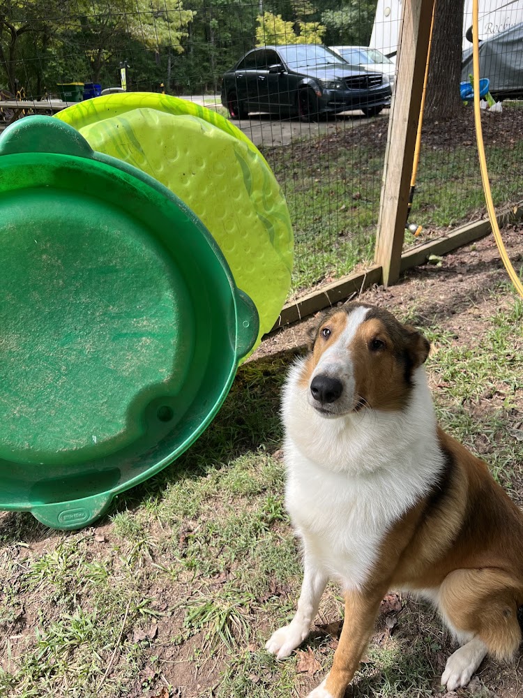 Honeybee Private Dog Park