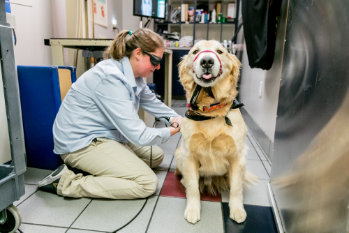Care First Animal Hospital at Oberlin
