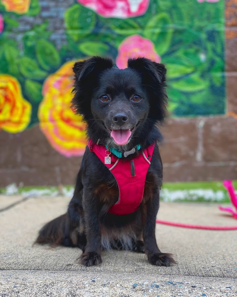Laughing Dog Training + All Animal Care