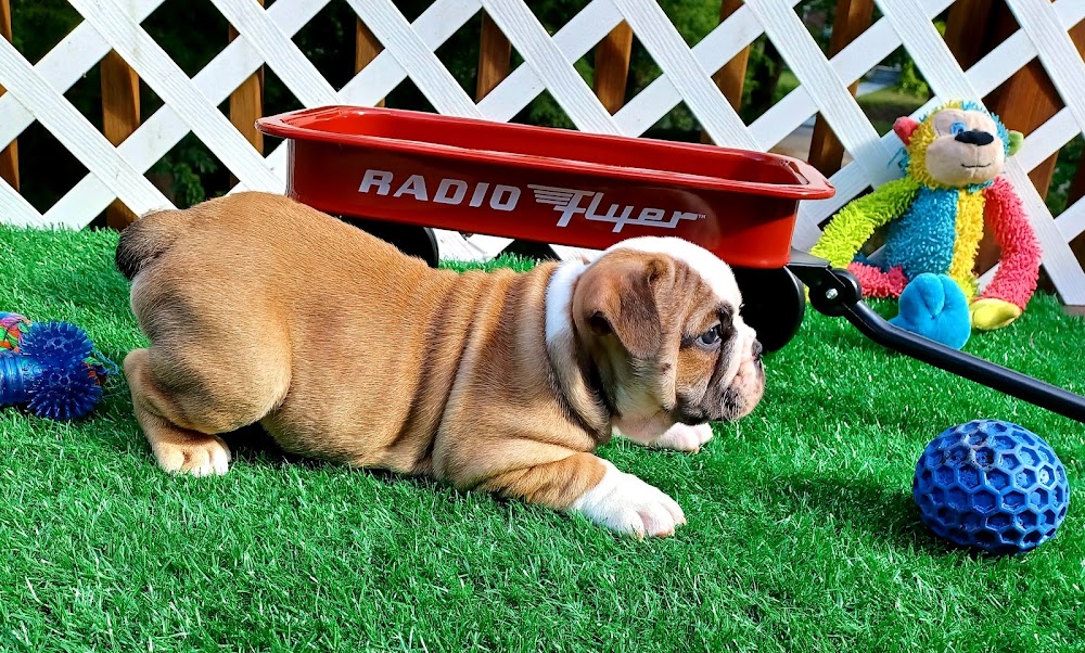 Bull City Bulldogs