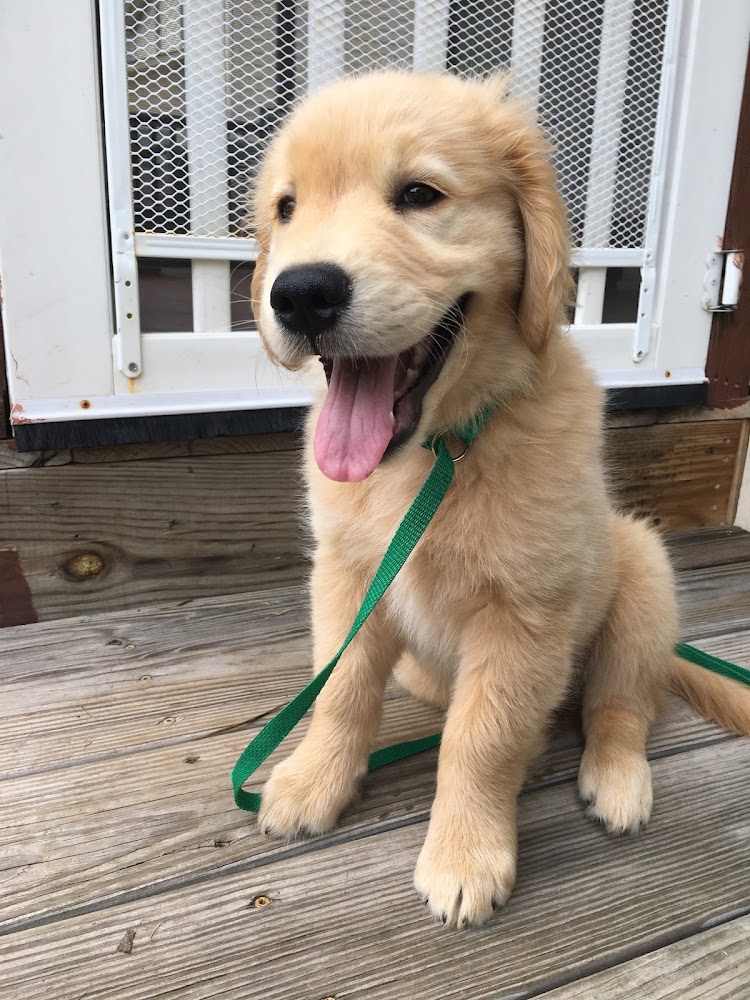 Peak City Puppy