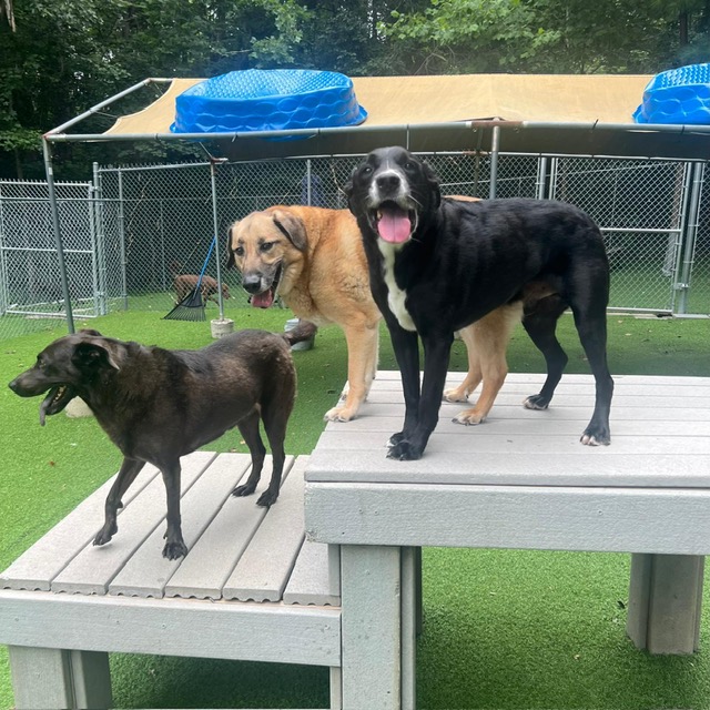Triangle Pet Resort