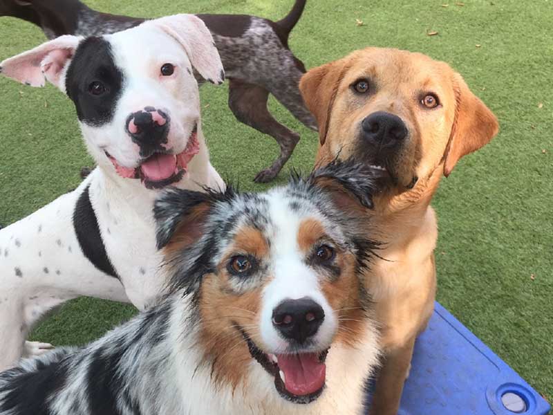 Chapel Hill Pet Retreat