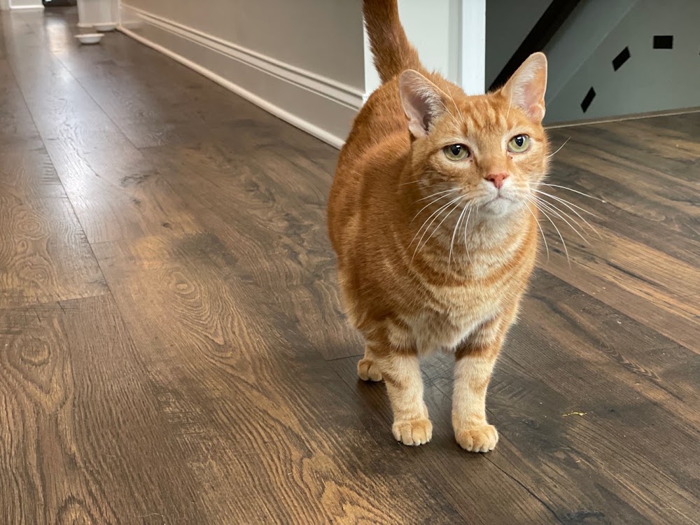 Lucky Dogs & Cool Cats Pet Sitting