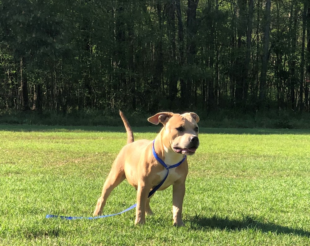 HoneyPot Kennel