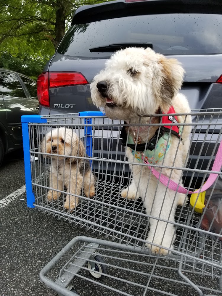 Josephine's Dog Walking and Pet Sitting