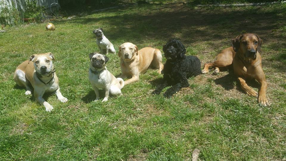 Proactive Dog Training, LLC