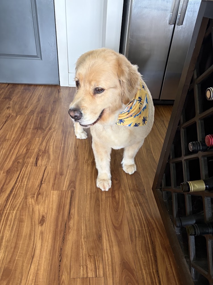 Woof Gang Bakery & Grooming Chapel Hill