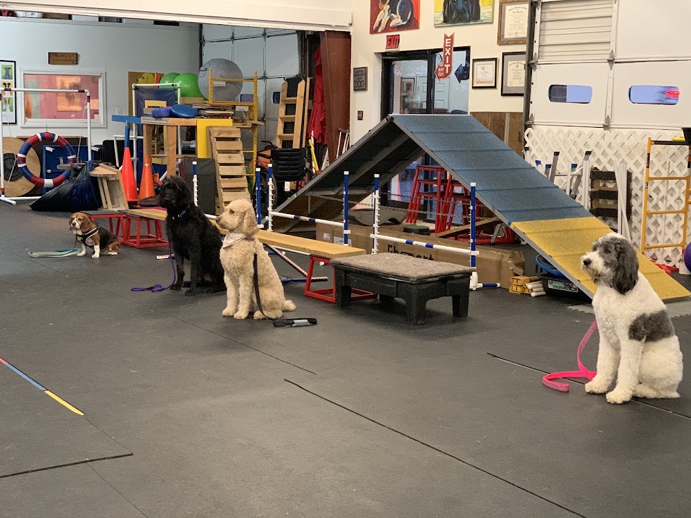 Jackie's Basics and Beyond Dog Training
