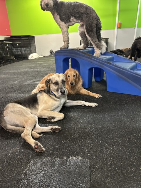Dogtopia of North Raleigh