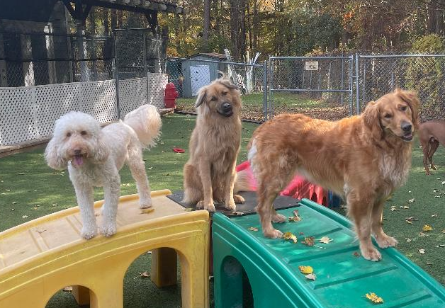 Town and Country Animal Care Center