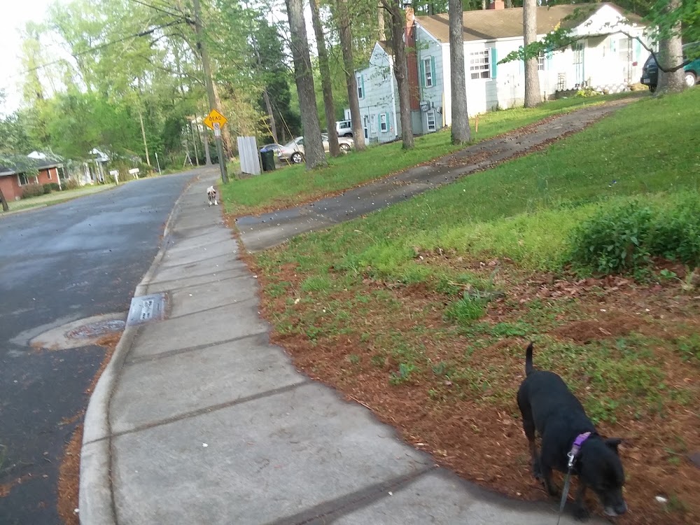 Chapel Hill Doggy Daycare