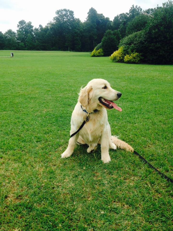 All-Star Dog Training