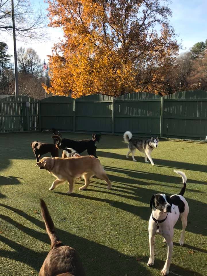 Pupsi Inc.