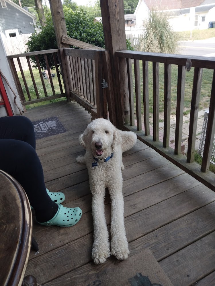Hushpuppy Kisses Daycare, Grooming & Boarding