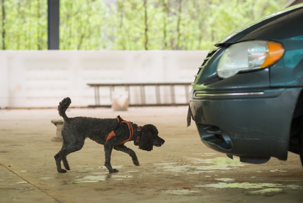 Whole Dog Institute
