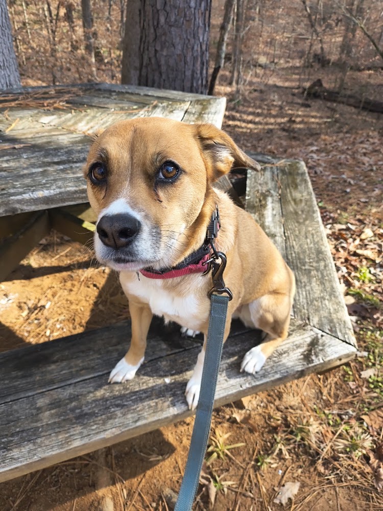 Happy Tails dog walking & pet sitting