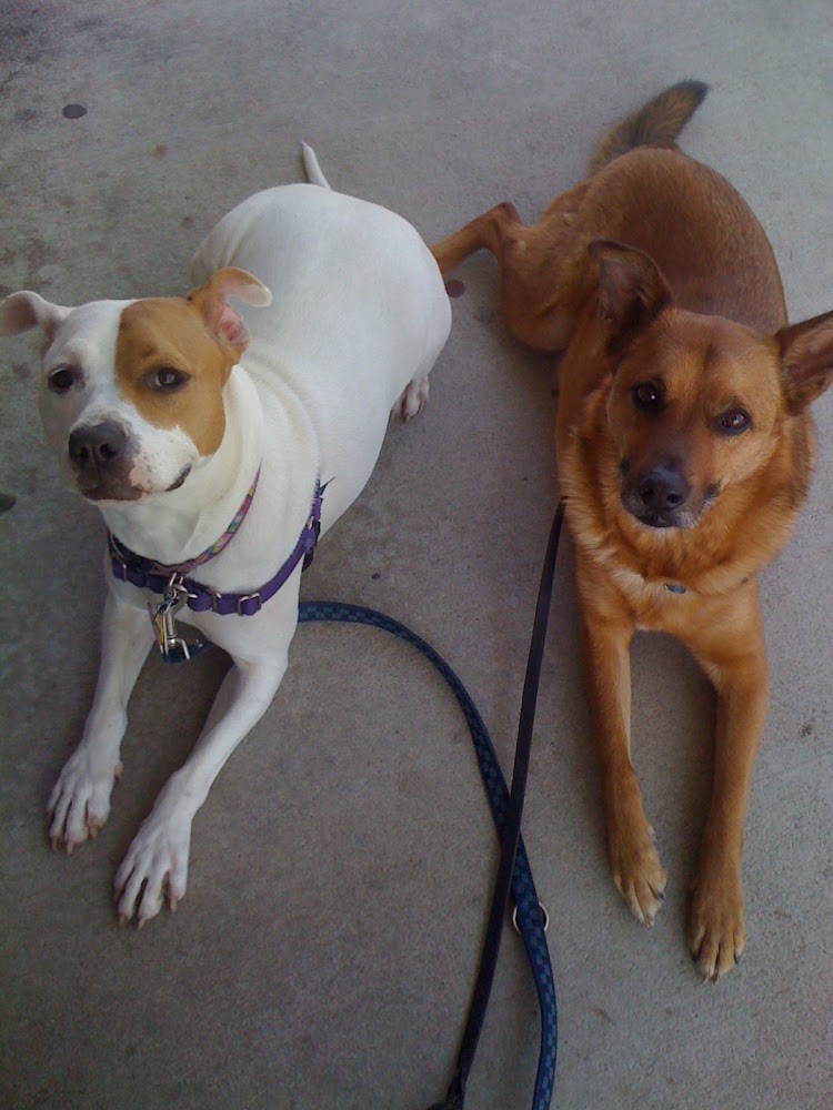 Cheery Dogs, Llc