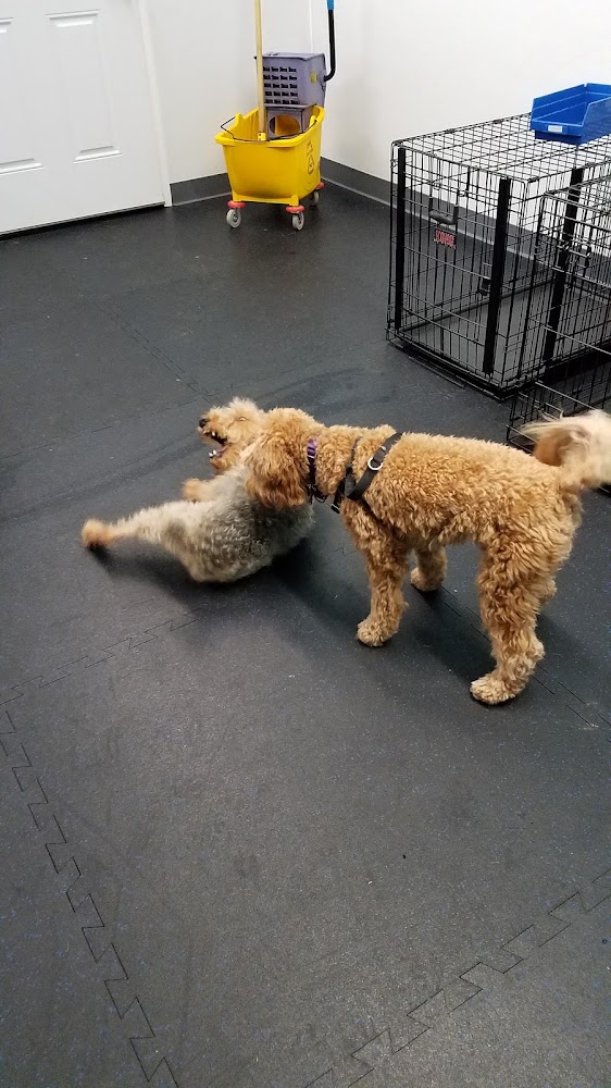 Cary Kennels & Spa