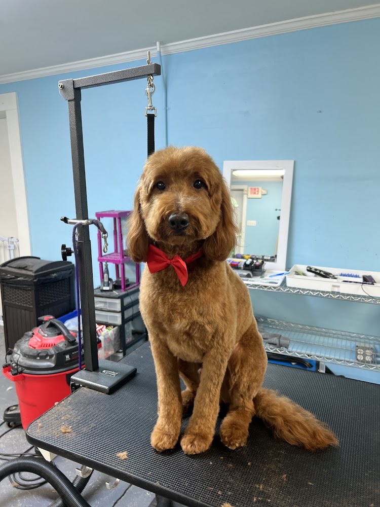 The Doggy Barbers