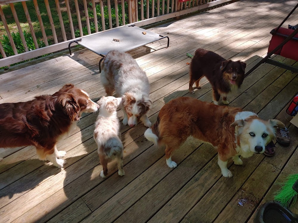 Pinnacle Pet Training