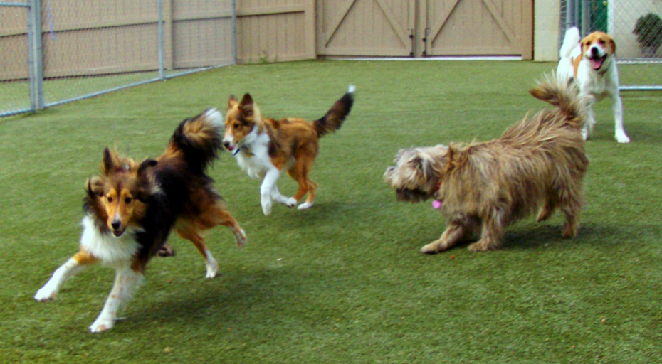 Green Level Kennel