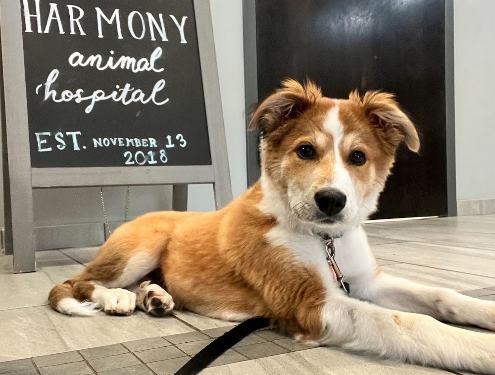 Harmony Animal Hospital, Pet Resort & Spa