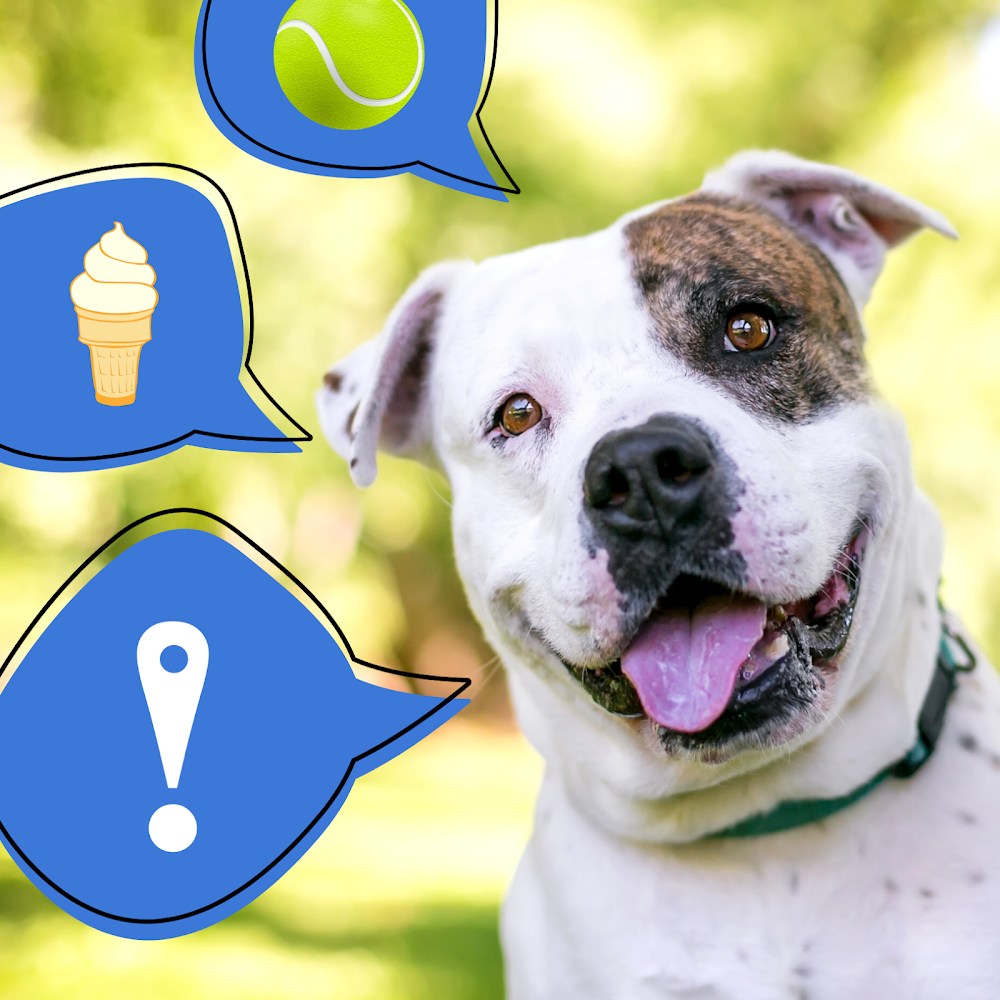 Fetch! Pet Care