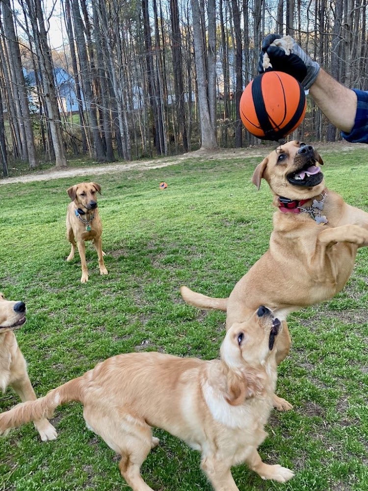 Project Good Dog