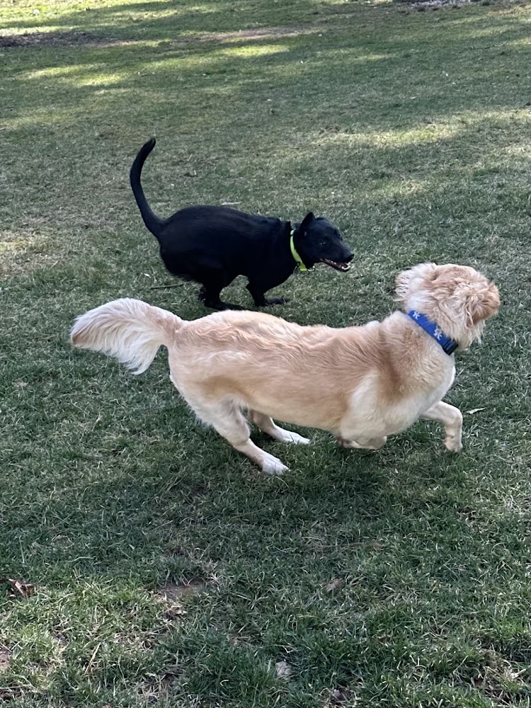 DogDayAdventure