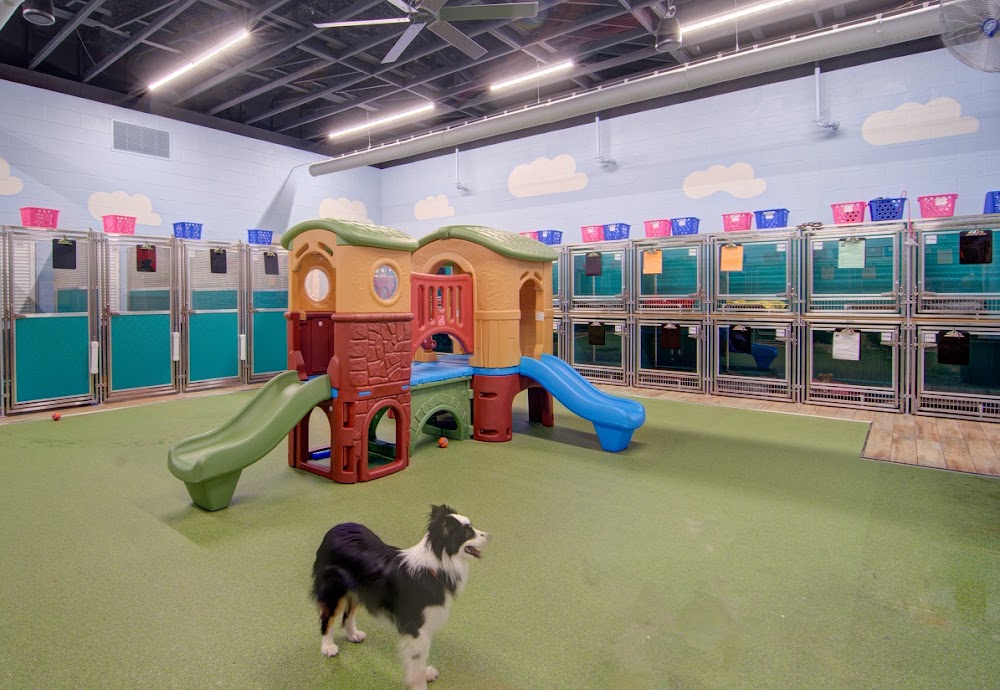 Pet Paradise Cary