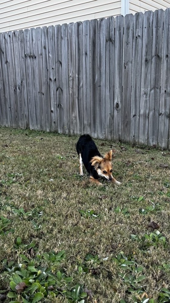 Peak City Puppy - Rolesville