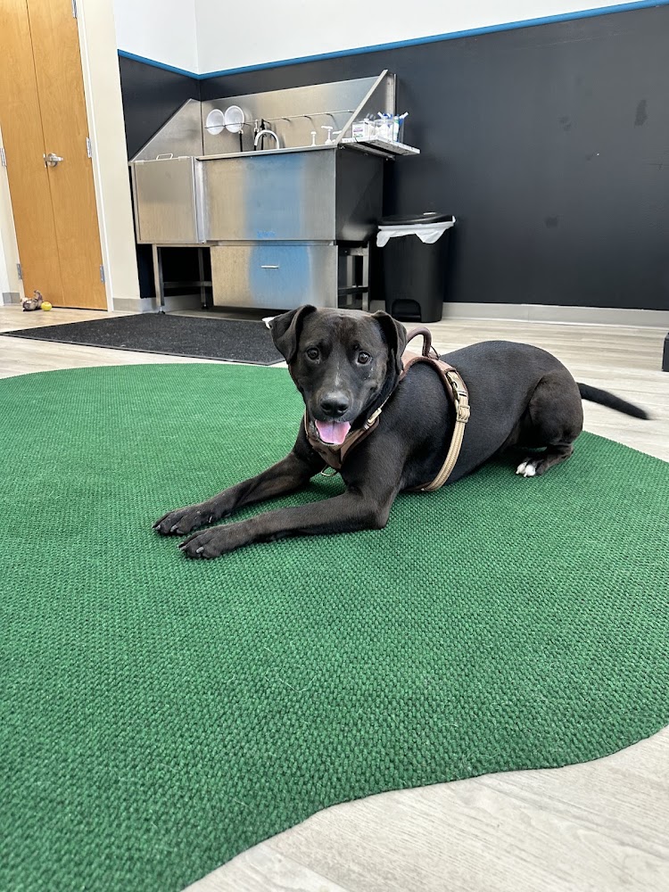 PJ's PawSpa LLC