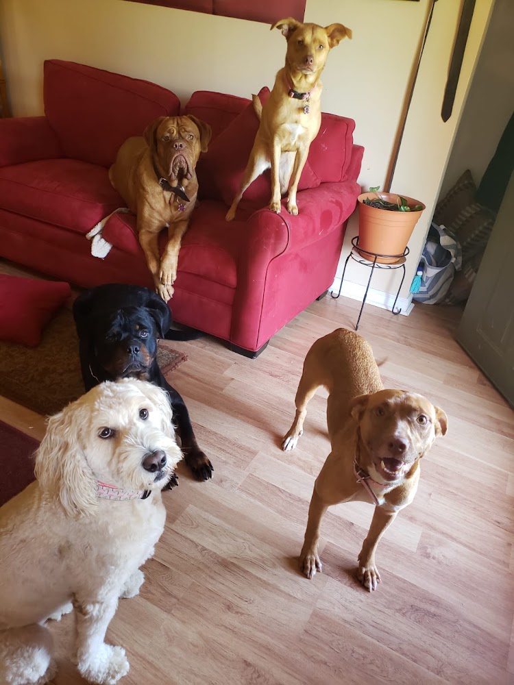 L&D Dog Hotel