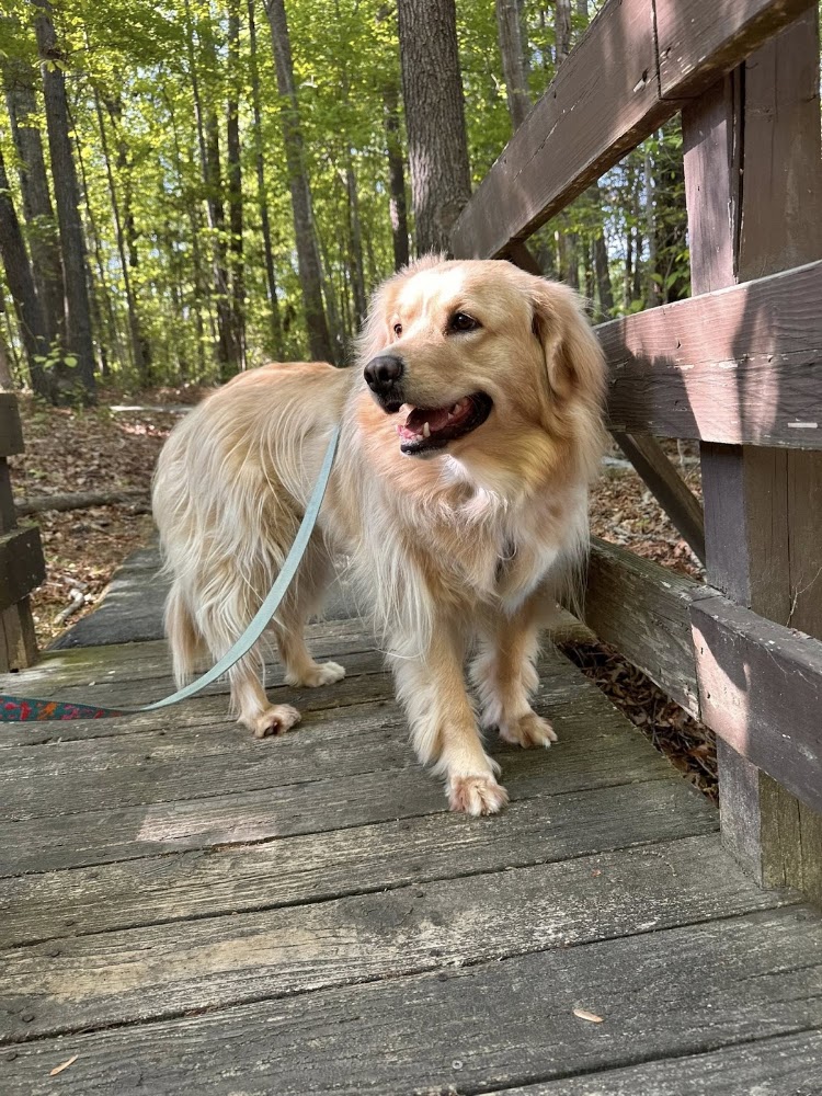Puptential - Positive Training & Care