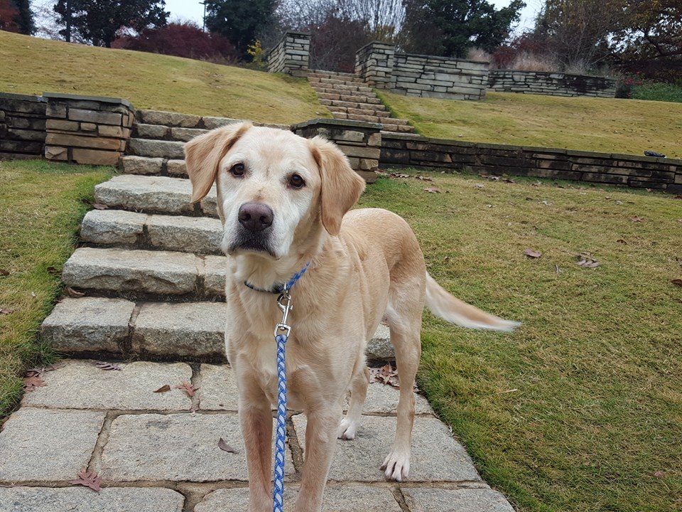 Raleigh Pet Sitters