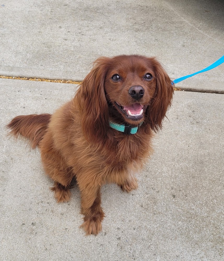 Good Dog In-home Pet Boarding and Daycare