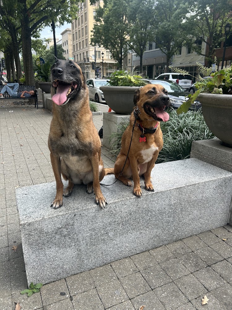 Camp K9 Training