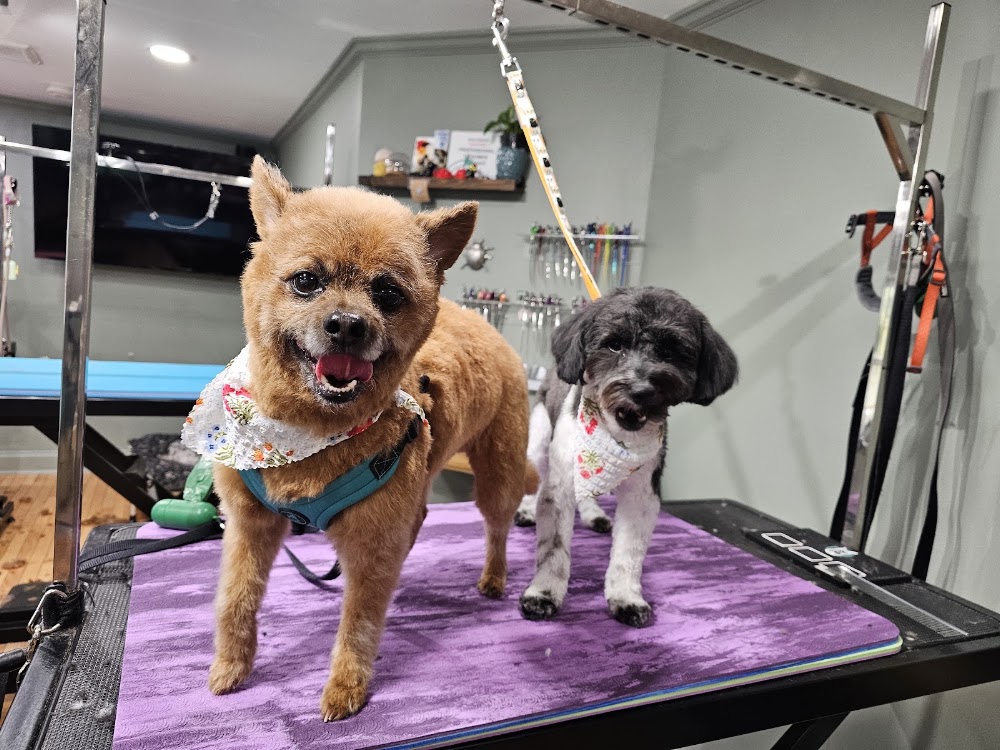 Mosa Pet Spa & Boutique