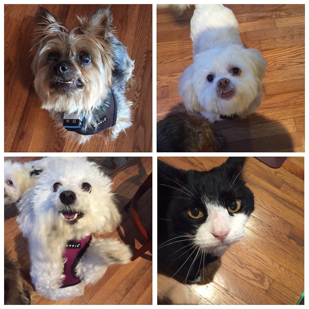 Faithful Friends Pet Care