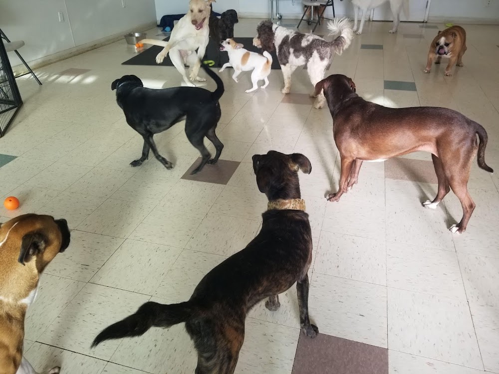 PetSound Daycare & Boarding